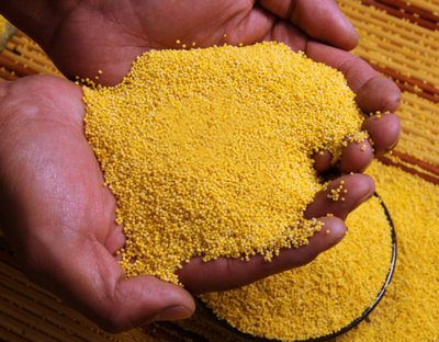 黄小米纯天然无污染 有机农产品小米